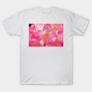 Pink Rhododendron Flower, Close-Up, Germany T-Shirt